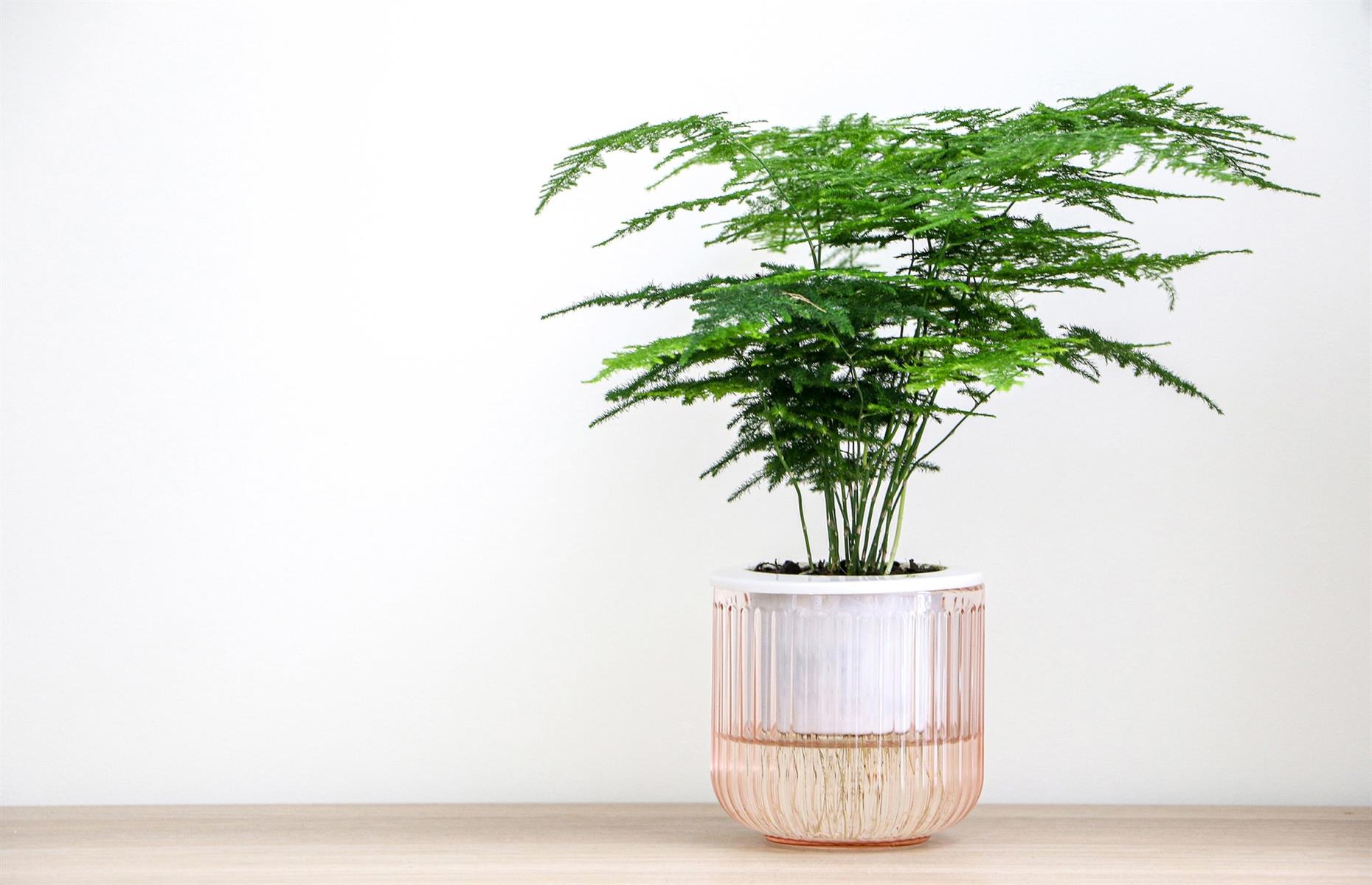 Toxic plant: asparagus fern (Asparagus setaceus)